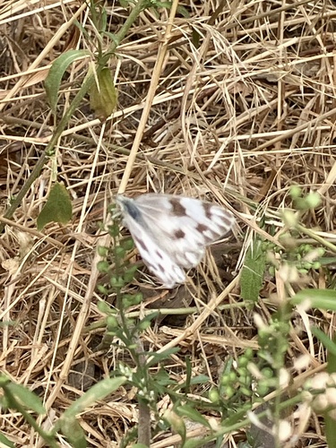 iNaturalist observation photo of Pontia