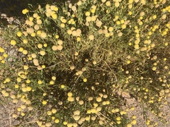 Oncosiphon pilulifer