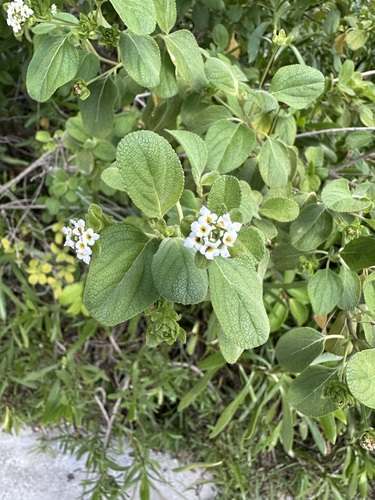 Lantana involucrata, photograph 4