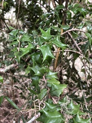 Ilex bioritsensis