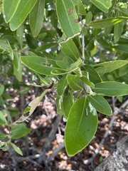 Avicennia germinans, photograph (c) BJ Smit, some rights reserved (CC BY)