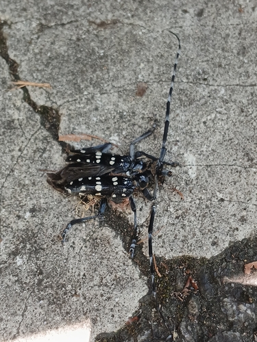 Citrus Longhorn Beetle