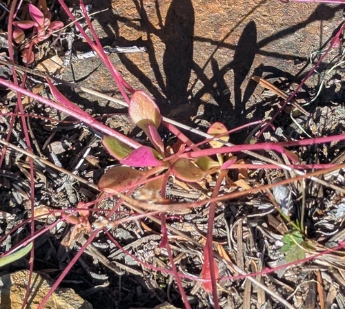 Montia parvifolia, photograph 4