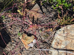 (c) John Brew, some rights reserved (CC BY) Montia parvifolia, photograph (c) John Brew, some rights reserved (CC BY)