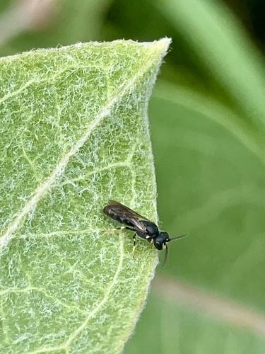 iNaturalist observation photo of Masked Bees