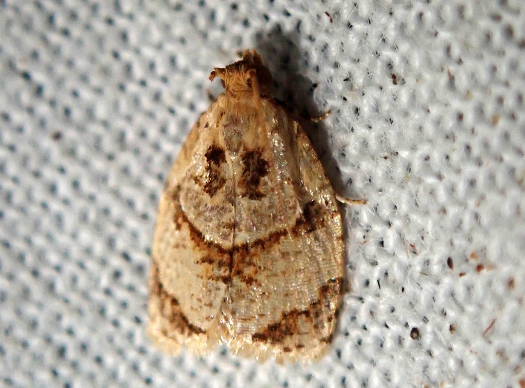 Adoxophyes acrocindina