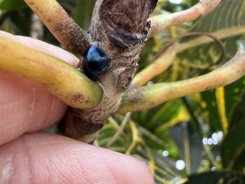 Curinus coeruleus observed 2026-08-10