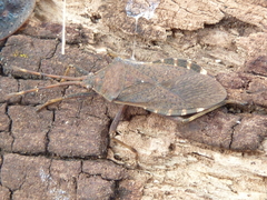 Gelonus tasmanicus