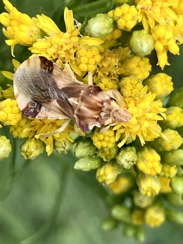 iNaturalist observation photo of Jagged Ambush Bugs