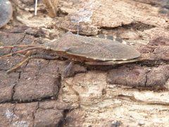 Gelonus tasmanicus