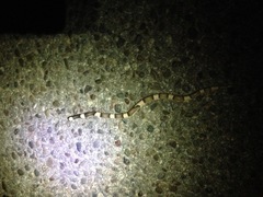 Phyllorhynchus browni