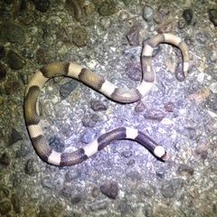 Phyllorhynchus browni