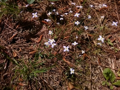 Houstonia caerulea
