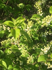 Prunus padus