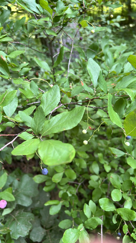 Gaylussacia frondosa, photograph 1