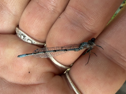 iNaturalist observation photo of Bluets