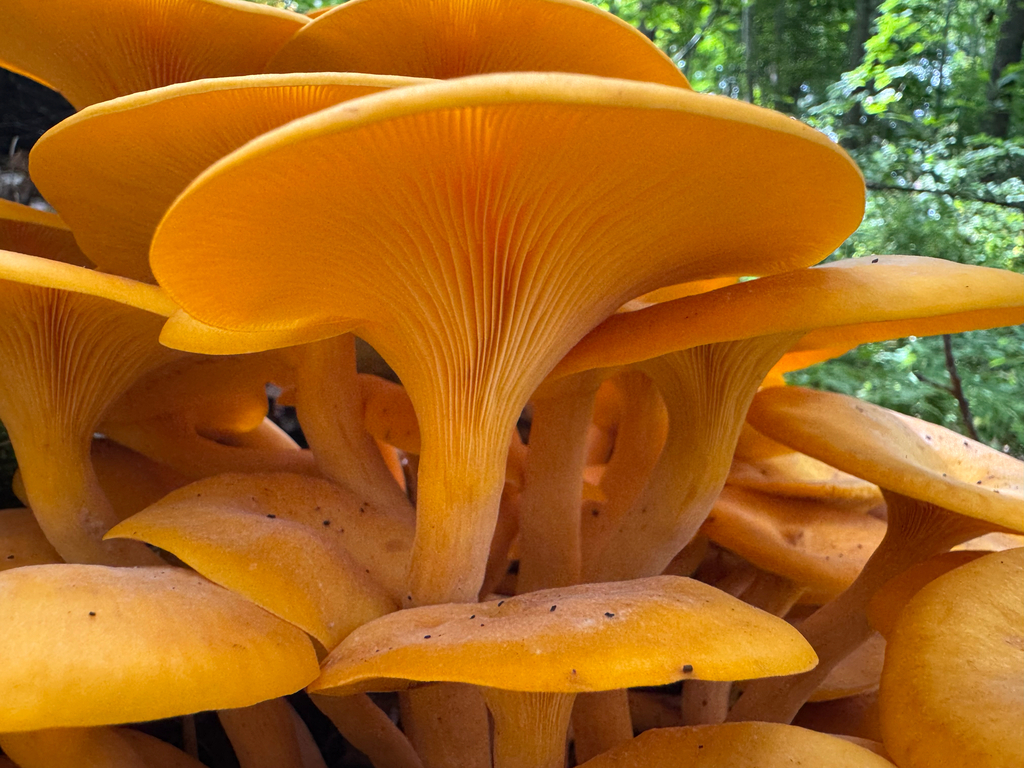 Eastern American jack-o'-lantern · August 2026 · photo: Photo: (c) Shanze Yoell, some rights reserved (CC BY) · iNaturalist