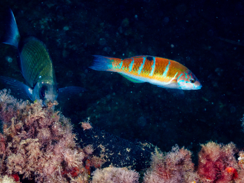 Ornate Wrasse