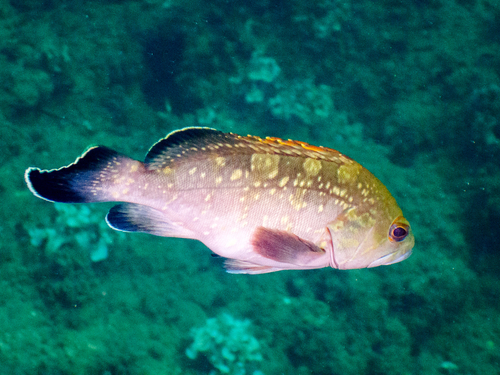 Dusky Grouper