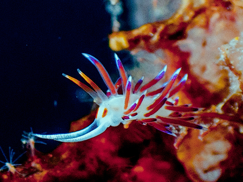 Cratena Slug