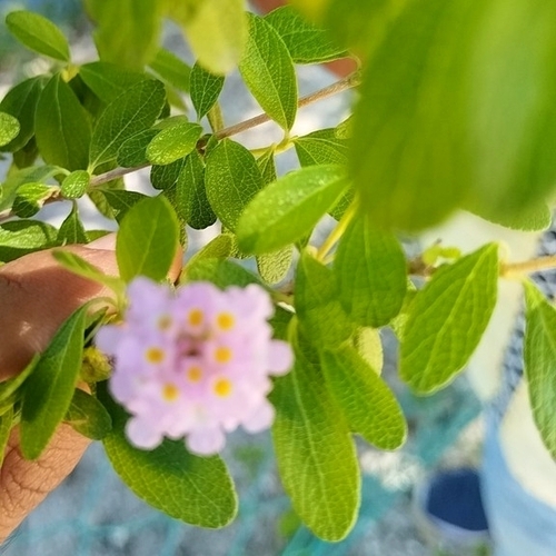 Lantana involucrata, photograph 3