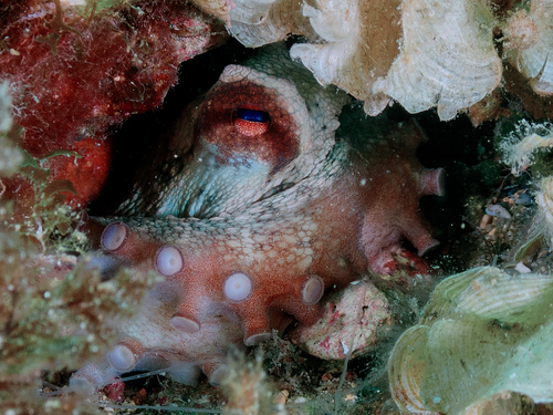 Common Octopus