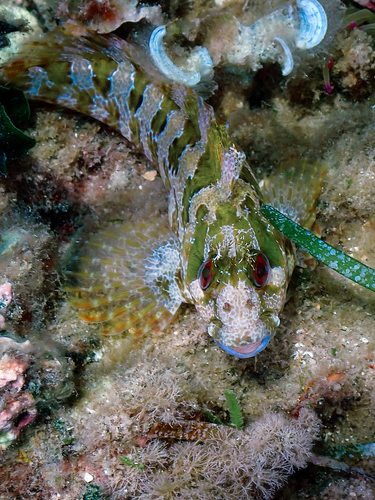 Tompot Blenny