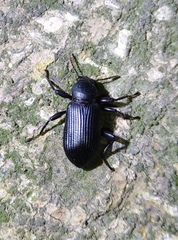 Stenochiinae