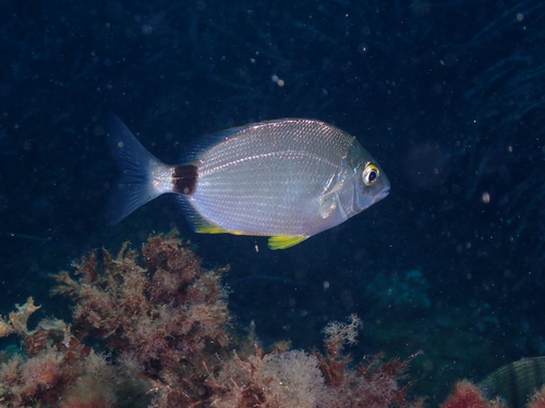 Annular Seabream