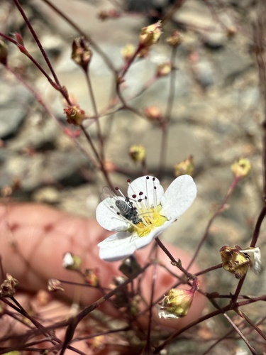 iNaturalist observation photo of Apolysis
