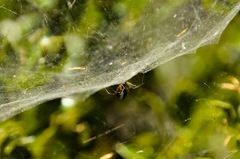 Frontinellina frutetorum