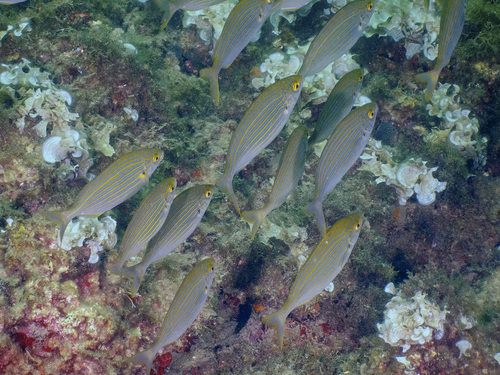 Salema Porgy