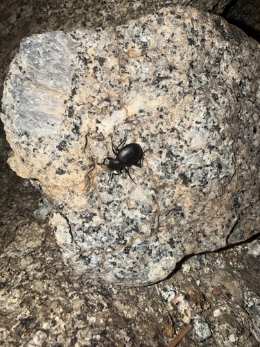 iNaturalist observation photo of California Broad-necked Darkling Beetle