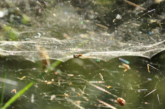 Frontinellina frutetorum