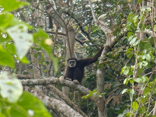 Lar Gibbon