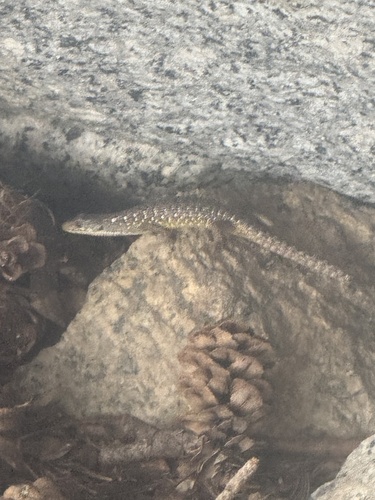 iNaturalist observation photo of Northern Alligator Lizard