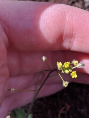 Draba nemorosa