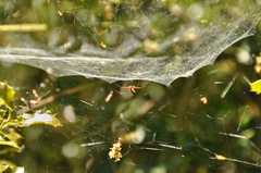 Frontinellina frutetorum