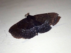 Adrapsa geometroides