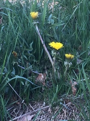 Taraxacum