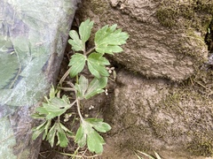 Ranunculus hispidus caricetorum
