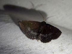 Adrapsa geometroides
