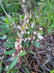 Cuscuta planiflora