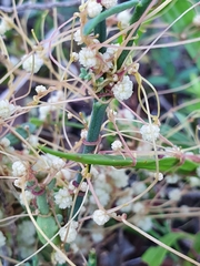 Cuscuta planiflora