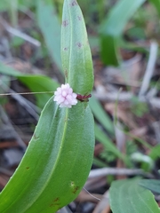 Cuscuta planiflora