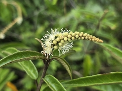 Croton cortesianus
