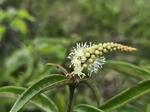 Croton cortesianus, photograph 1