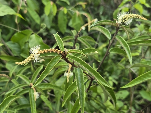 Croton cortesianus, photograph 3