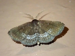 Adrapsa geometroides