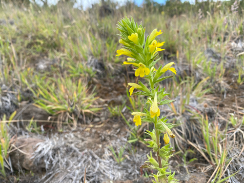 Bellardia viscosa observed 2026-08-10